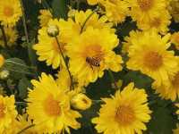 หนาวนี้ไปเดินเฉิดฉายในทุ่งดอกเก๊กฮวยกันเถอะ 🌼