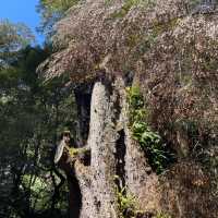 great Otway National park 