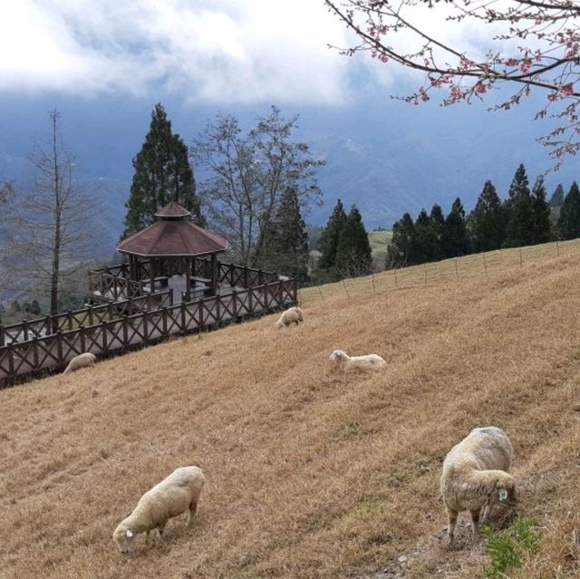 Bond with Nature in Qingjing Farm