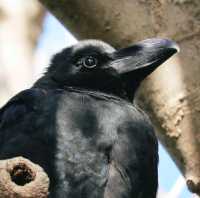 利尻島のグルメな鳥たち