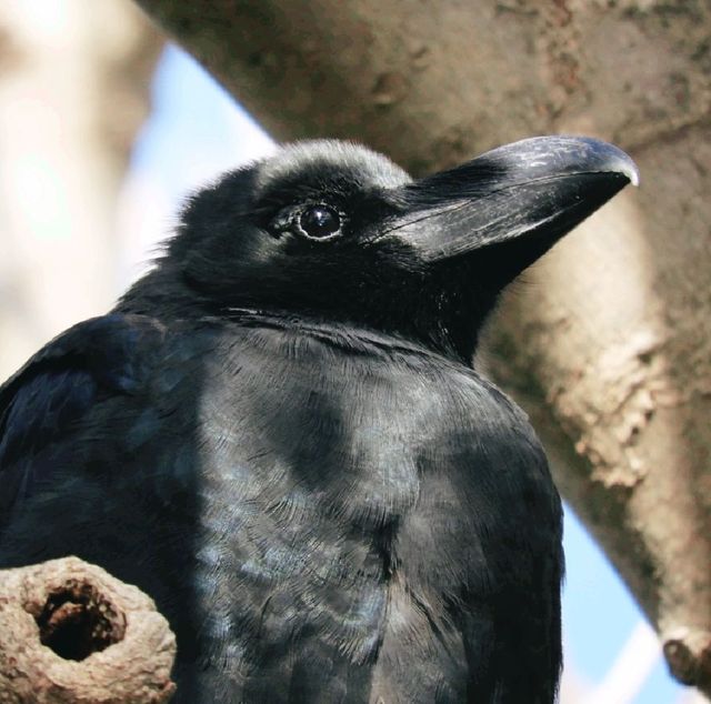 利尻島のグルメな鳥たち