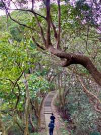 員林藤山步道｜彰化人的後花園，爬山健走的好地方！