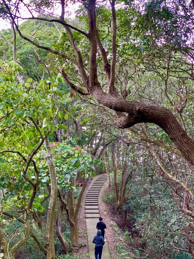 員林藤山步道｜彰化人的後花園，爬山健走的好地方！