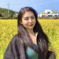 2월에 가기좋은, 제주 산방산 유채꽃밭🌼