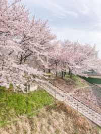 서울 감성 벚꽃명소를 찾는다면, 바로 이 곳🌸