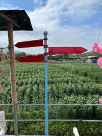 元朗信芯園重開，全新嘅日本🇯🇵主題打卡勝地
