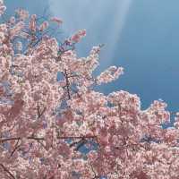 일본 벚꽃놀이 시즌의 추억 가득한 교토🌸