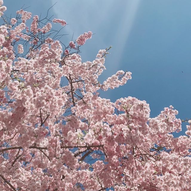 일본 벚꽃놀이 시즌의 추억 가득한 교토🌸