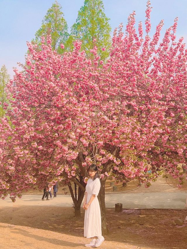 겹벚꽃 명소 중 손에 꼽히는 곳, 불국사