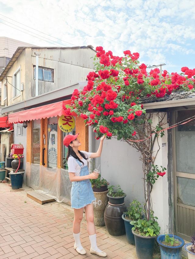 골목골목 예쁜장미담벼락이 한가득♥️