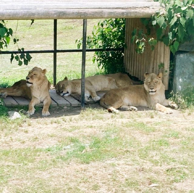 すぐ近くに野生動物！ドライブスルーサファリ　姫路セントラル・パーク