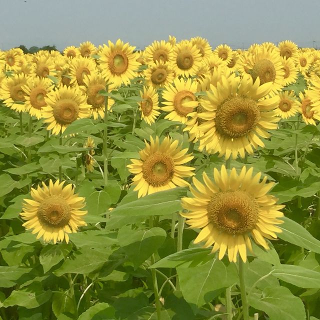 フォトジェニックな花畑　洲原ひまわりの里
