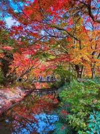 大分の紅葉🍁
