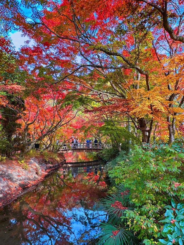 大分の紅葉🍁