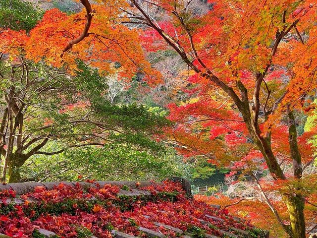 京都・嵐山 『祐斎亭』の紅葉