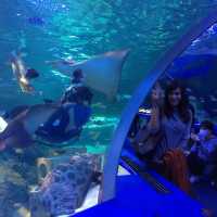 Exploring Shinagawa Aquarium 