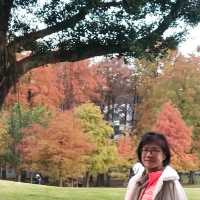 大湖公園落羽松紅了//滿滿拍照人潮