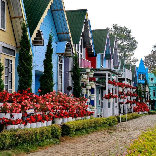 CELOSIA FLOWER PARK