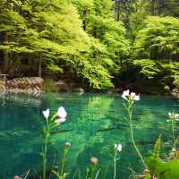 Blausee สะเลสาปสีฟ้า🇨🇭
