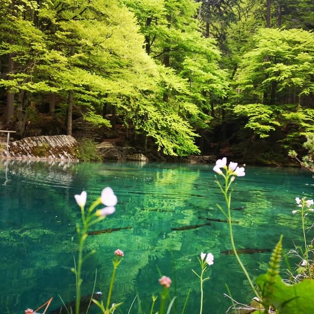 Blausee สะเลสาปสีฟ้า🇨🇭