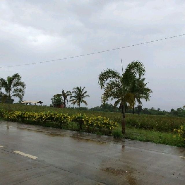 SAL'S PINEAPPLE 🍍🍍🍍 PLANTATION...