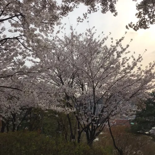 숨겨진 벚꽃명소 낙산공원