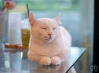 🐱 Cool Cat Cafe' คาเฟ่น้อนเหมียวใกล้มอชอ 🐱