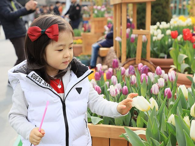 에버랜드 튤립축제
