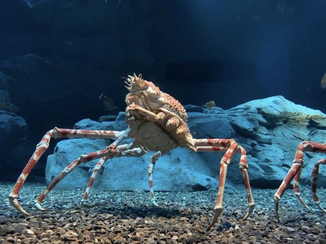 大阪府　海遊館