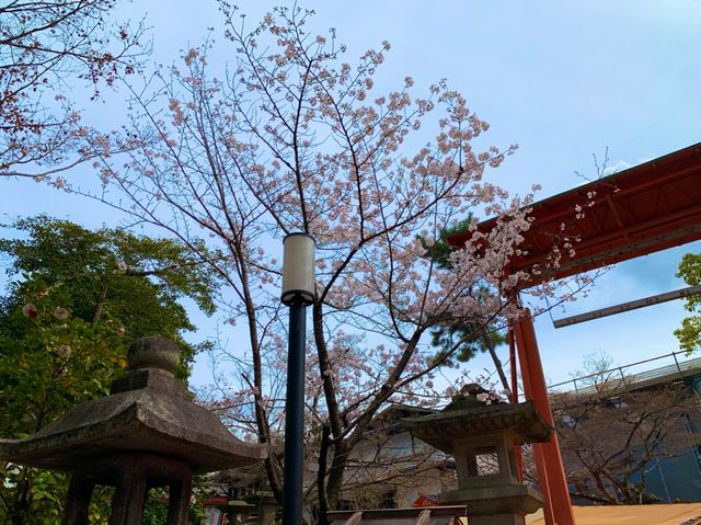 京都　SAKURA 桜めぐり❗️八坂神社の桜に感動❗️