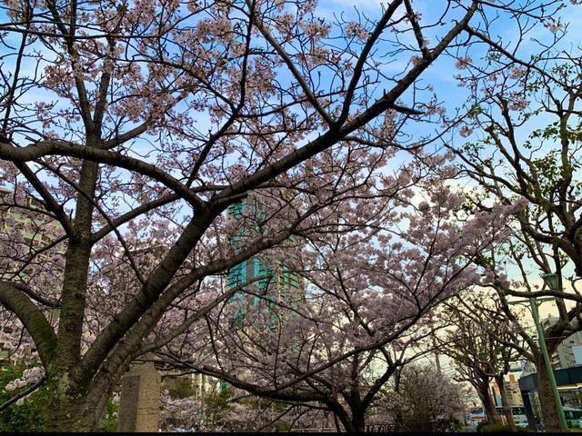 神戸　SAKURA桜めぐり❗️JR新神戸駅前の桜に感動❗️