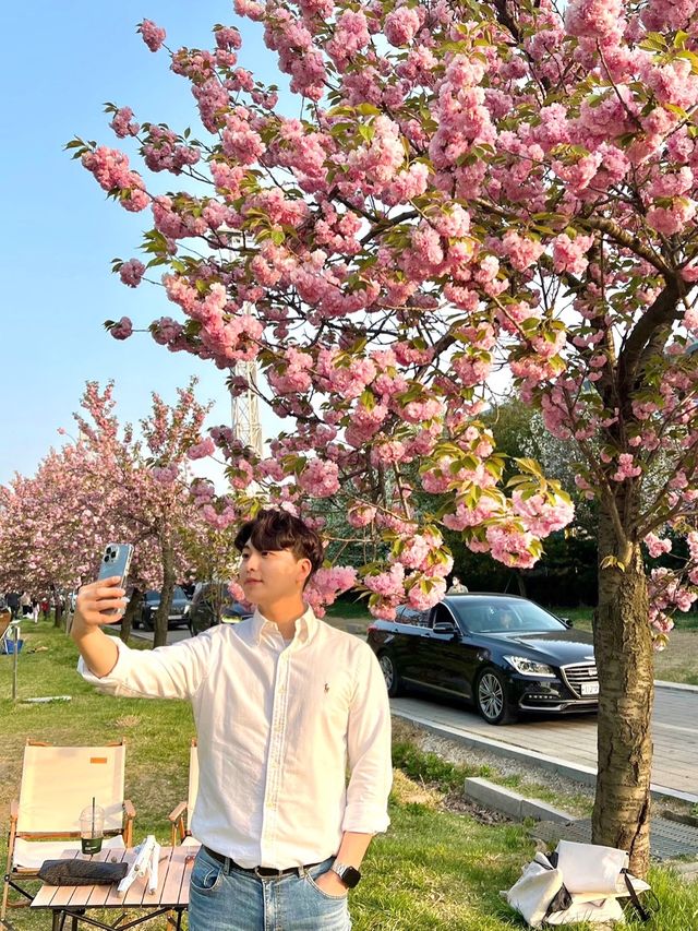 겹벚꽃 피크닉 명소 하남 미사경정공원