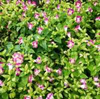 洪湖公園賞荷花🌺
