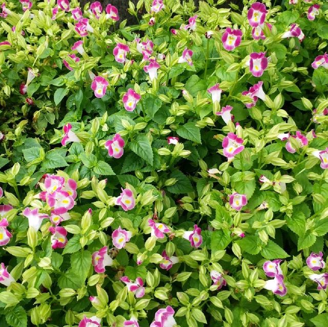 洪湖公園賞荷花🌺