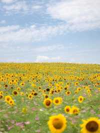 🌹라비앙로즈 꽃구경 : 해바라기 천국 안성팜랜드! 🌻