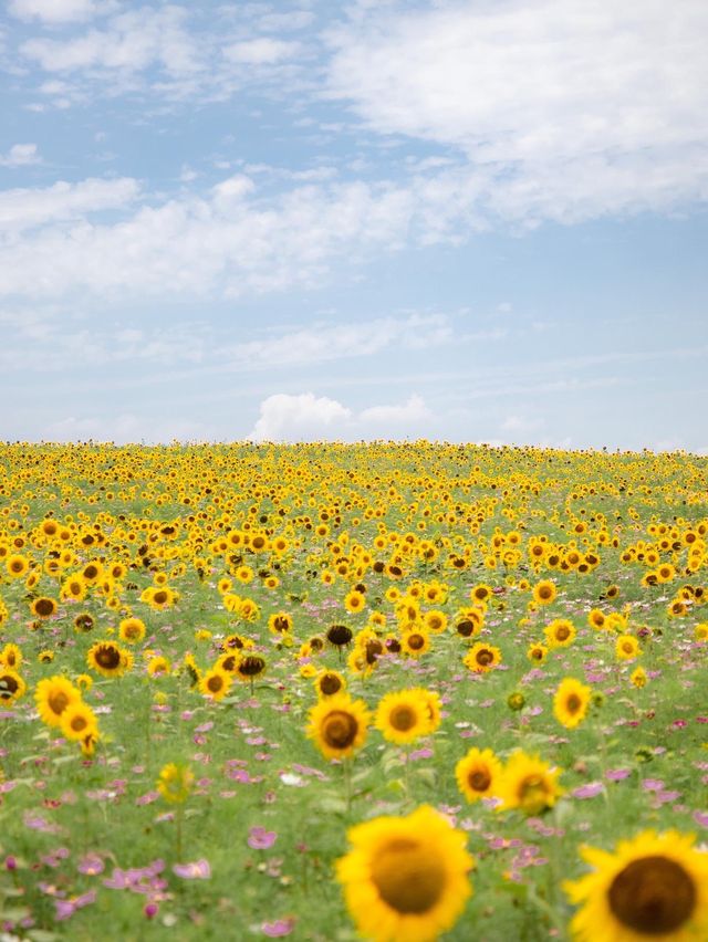 🌹라비앙로즈 꽃구경 : 해바라기 천국 안성팜랜드! 🌻