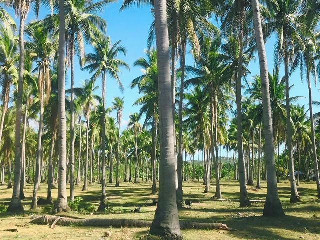 BURIAS to the highest level of natural beauty