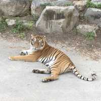 에버랜드 사파리🐅