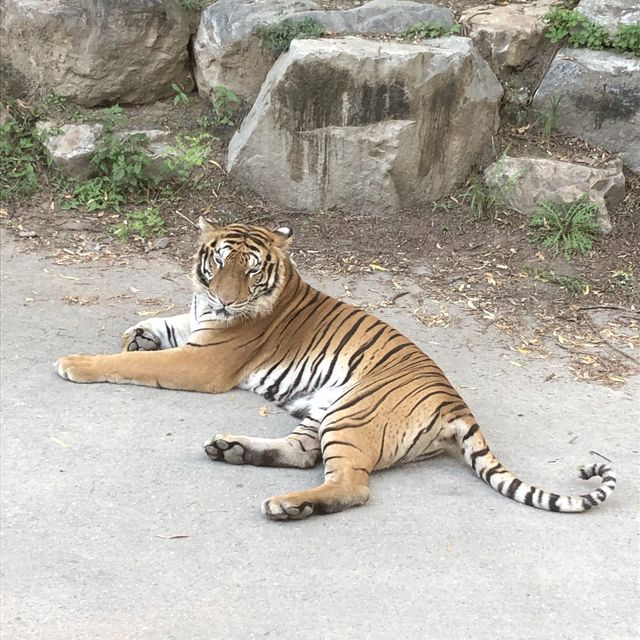 에버랜드 사파리🐅