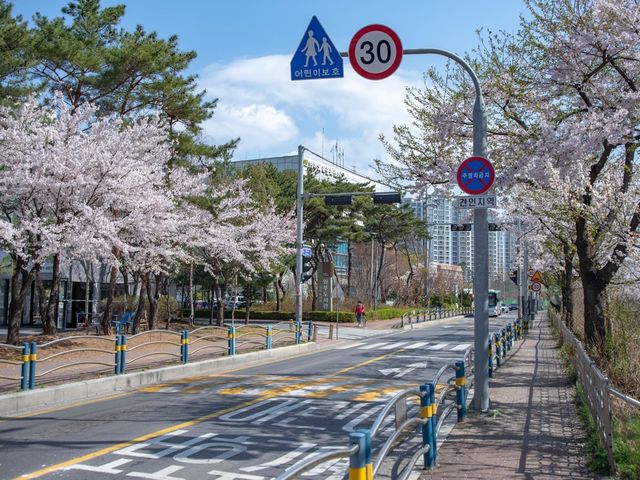 남양주도 벚꽃이 예뻐요!!