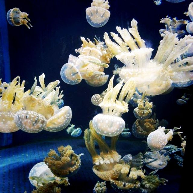 The Jelly Fish and Deep Ocean Marine Life