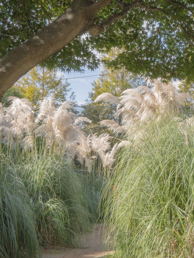 3m 팜파스 보러 태안 청산수목원 가기🌾🌾