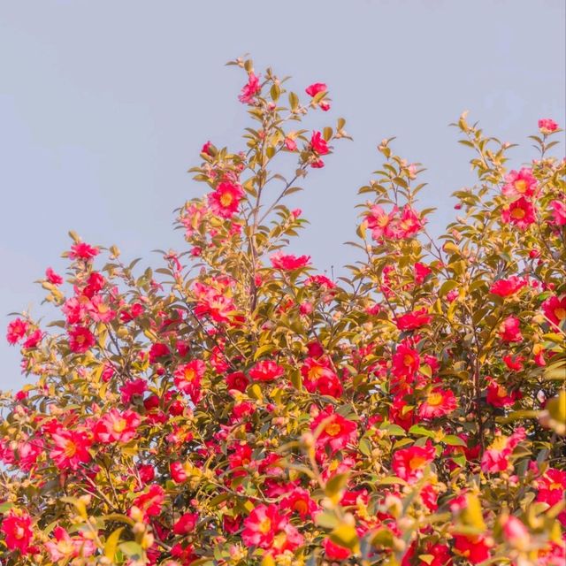 🌺비행기없이 부산에서 동백을 만날 수 있는곳 [부산, 사상 강변대로]🌺