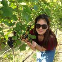 Winery @ Khao Yai Thailand