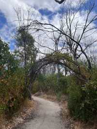 Trees and Twigs @ Yanchep National Park! 🫣🤩