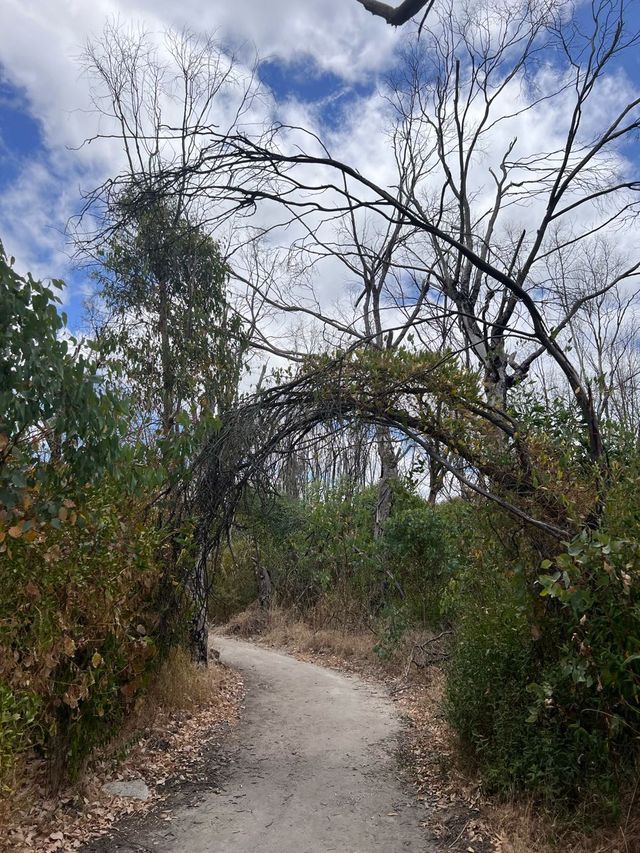 Trees and Twigs @ Yanchep National Park! 🫣🤩