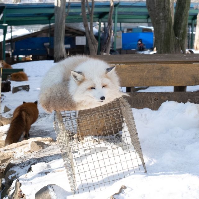 值得一去嘅狐貍村🦊🦊