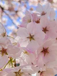 ชม Cherry Blossom 🌸 ที่รัฐ Oregon กันค่ะ 