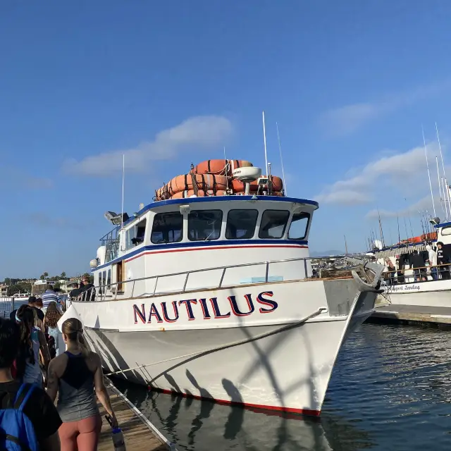 Newport Beach 🏝 Whale Watching 🐳 