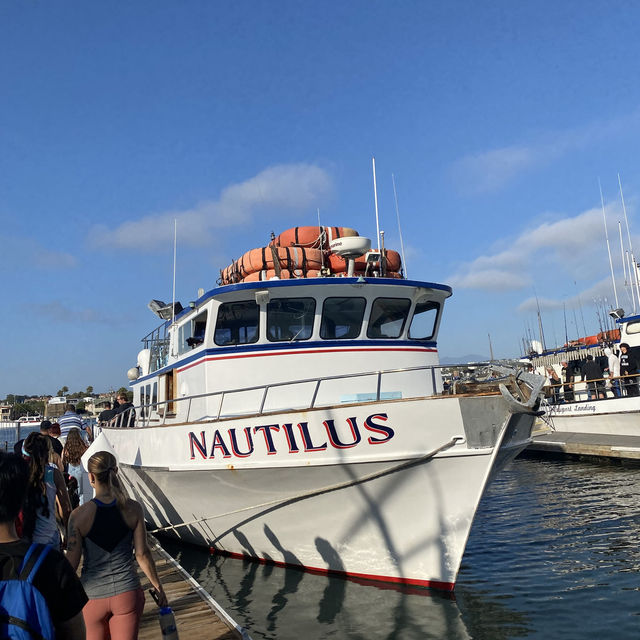 Newport Beach 🏝 Whale Watching 🐳 